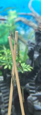 Garnalen ( wildkleur)