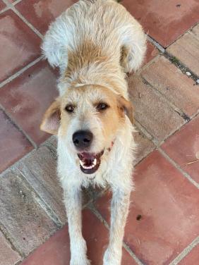 Alora Dog Rescue: Effie, wie geeft haar een thuis