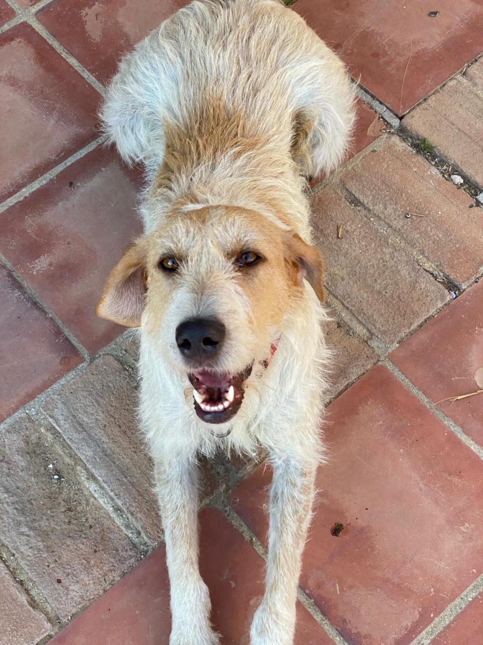 Alora Dog Rescue: Effie, wie geeft haar een thuis