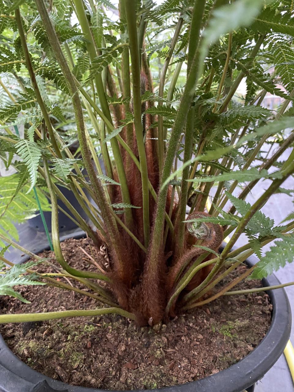 Dicksonia Antarctica (boomvaren) | 35 liter pot