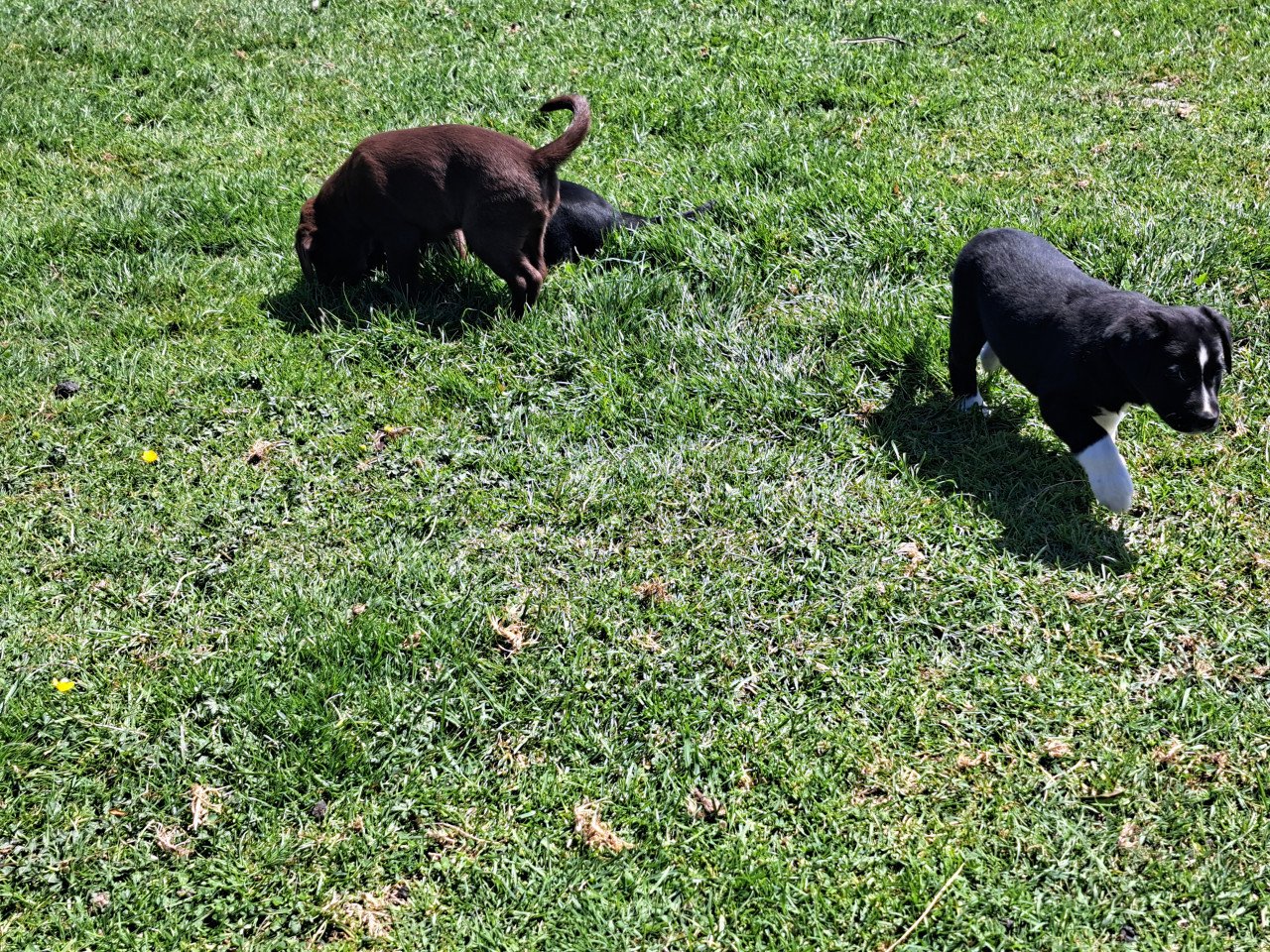 Prachtige puppies (labrador)