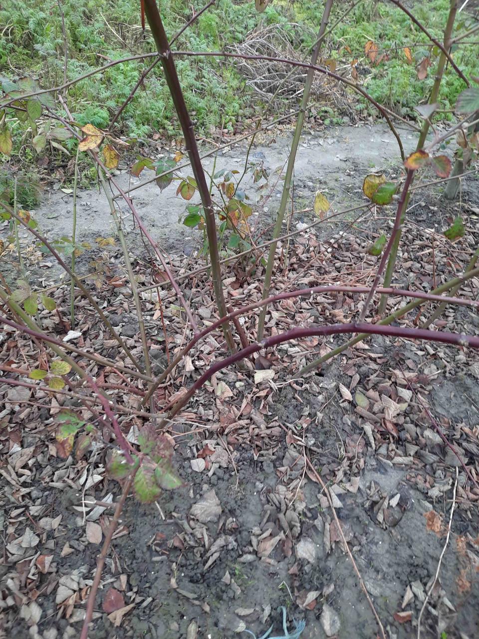 Bramenstekken, bessenstekken, druivenstekken