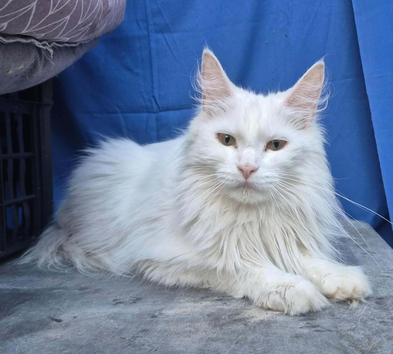 Volbloed maine coon kittens