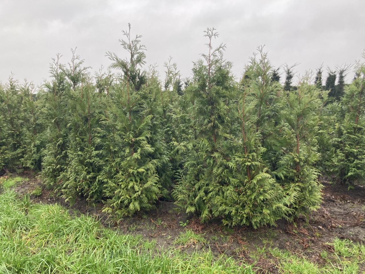 Thuja haag coniferen