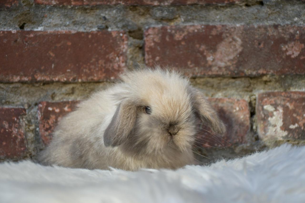Lieve Minilops