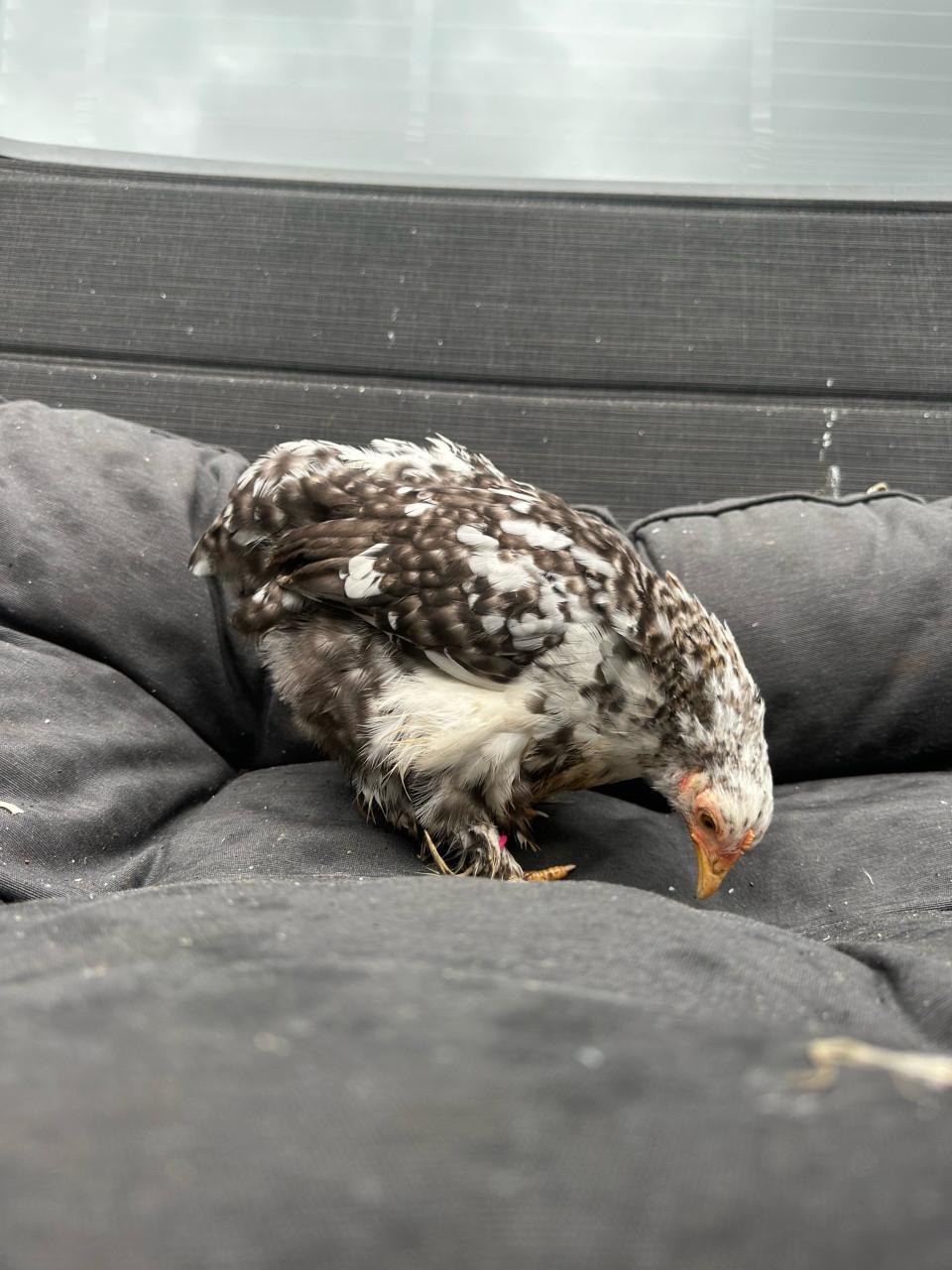 Meerdere cochin kriel hennetjes beschikbaar