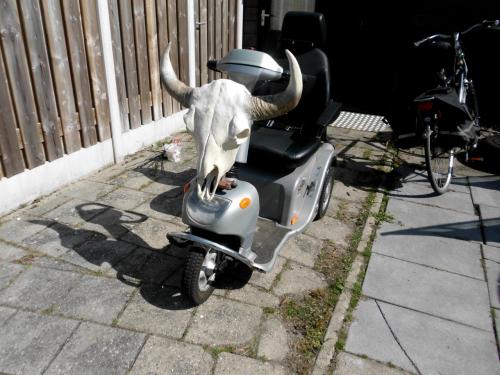 Scootmobiel met koeienschedel
