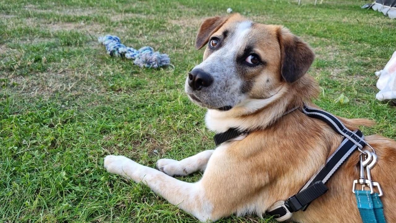 Hond zoekt baasje