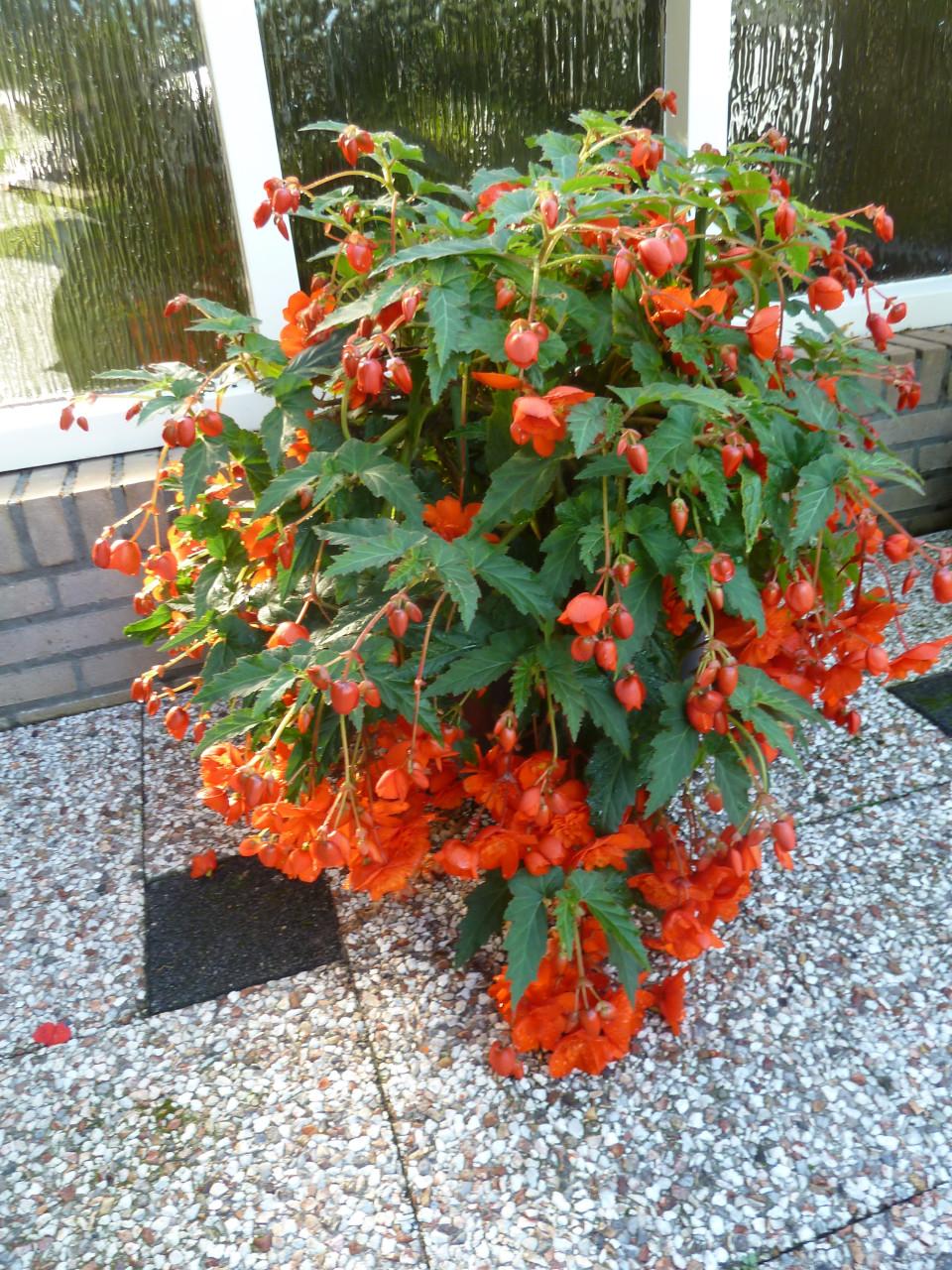 MOOIE KNOLBEGONIA