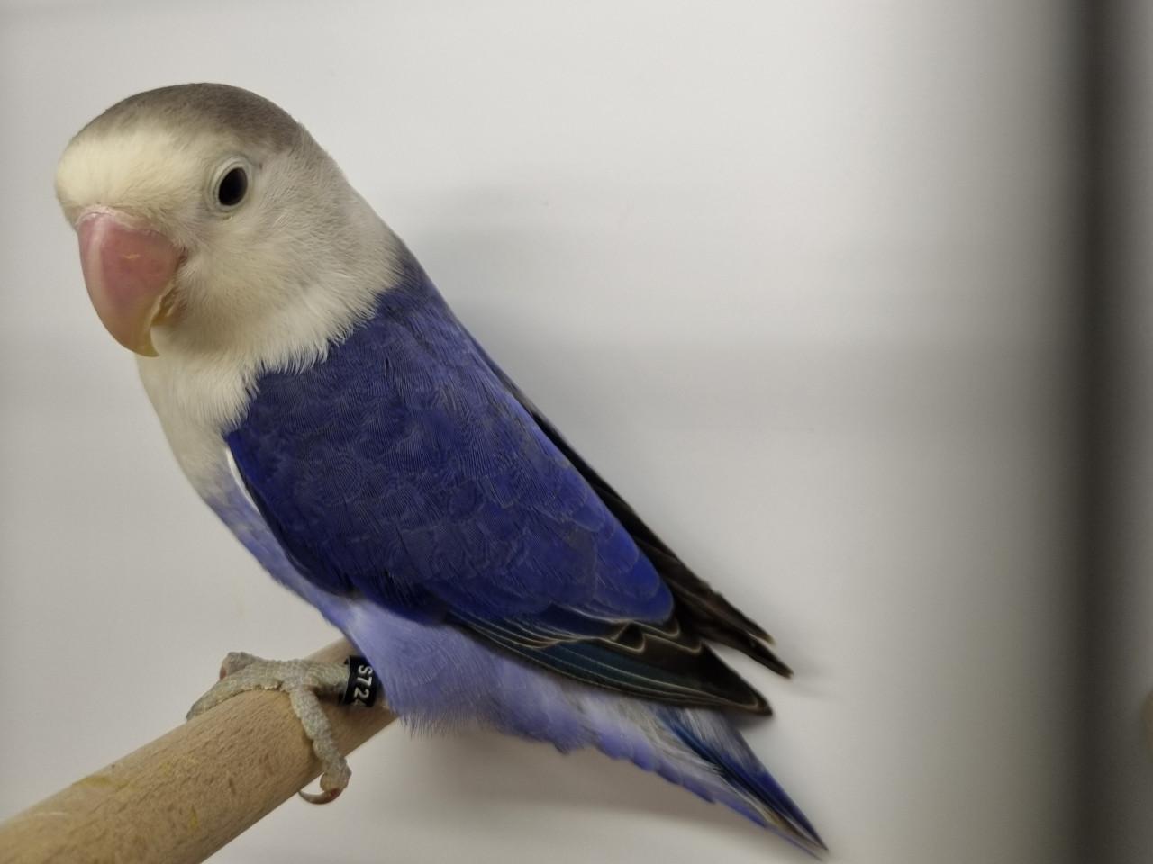 Agapornis fisheries, diverse kleuren