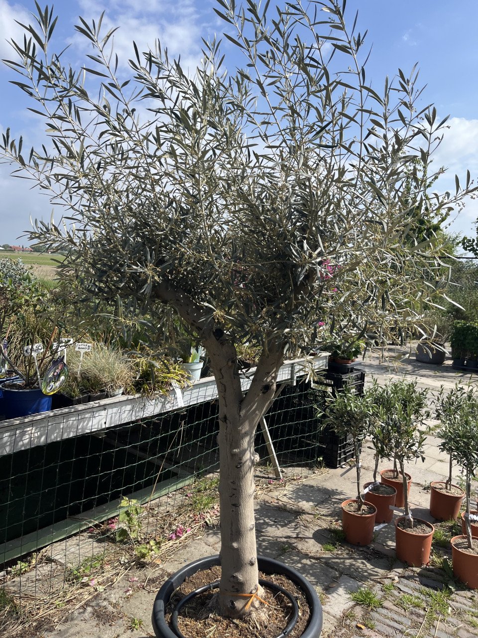 OLIJFBOMEN, YUCCA’S 30 % KORTING (op alles)