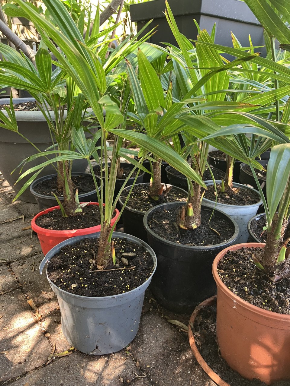Winterhard palm, trachycarpus fortunei en vijgenboom