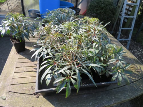 Helleborus kerstroos