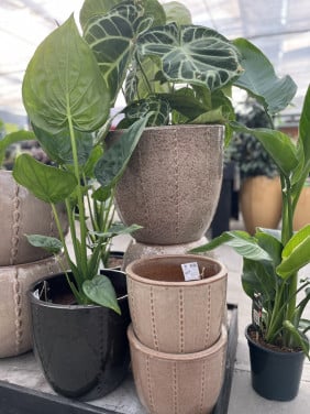 Alle potterie 25% korting! Alleen vandaag 21 juni!