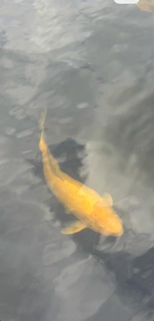 Gele Koi ( Kikoi )
