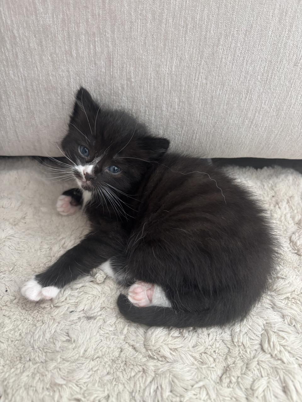 3 lieve kittens