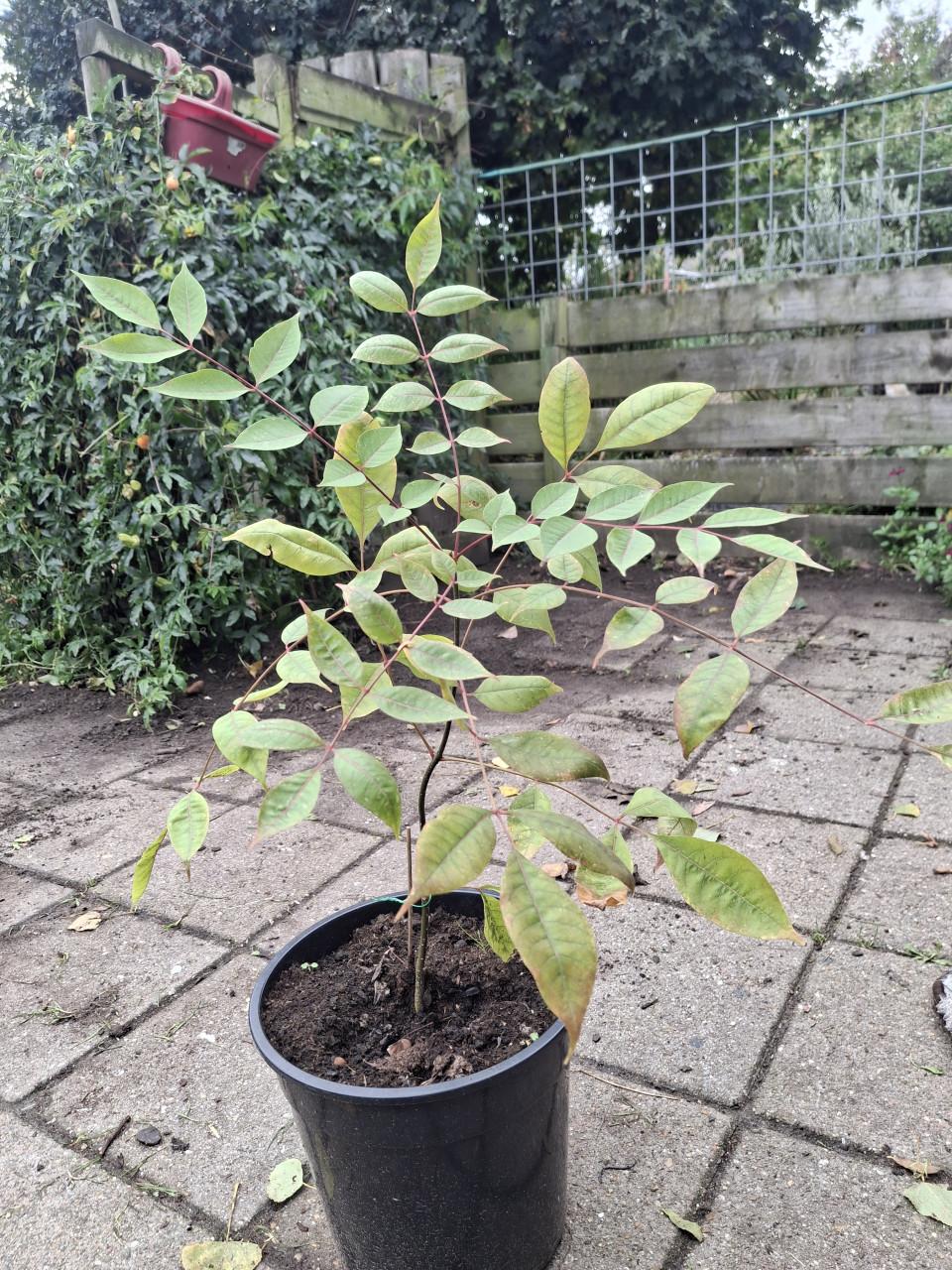 Bijenboom
