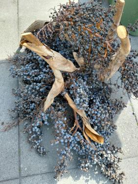 Palmtakken/zaden/bessen