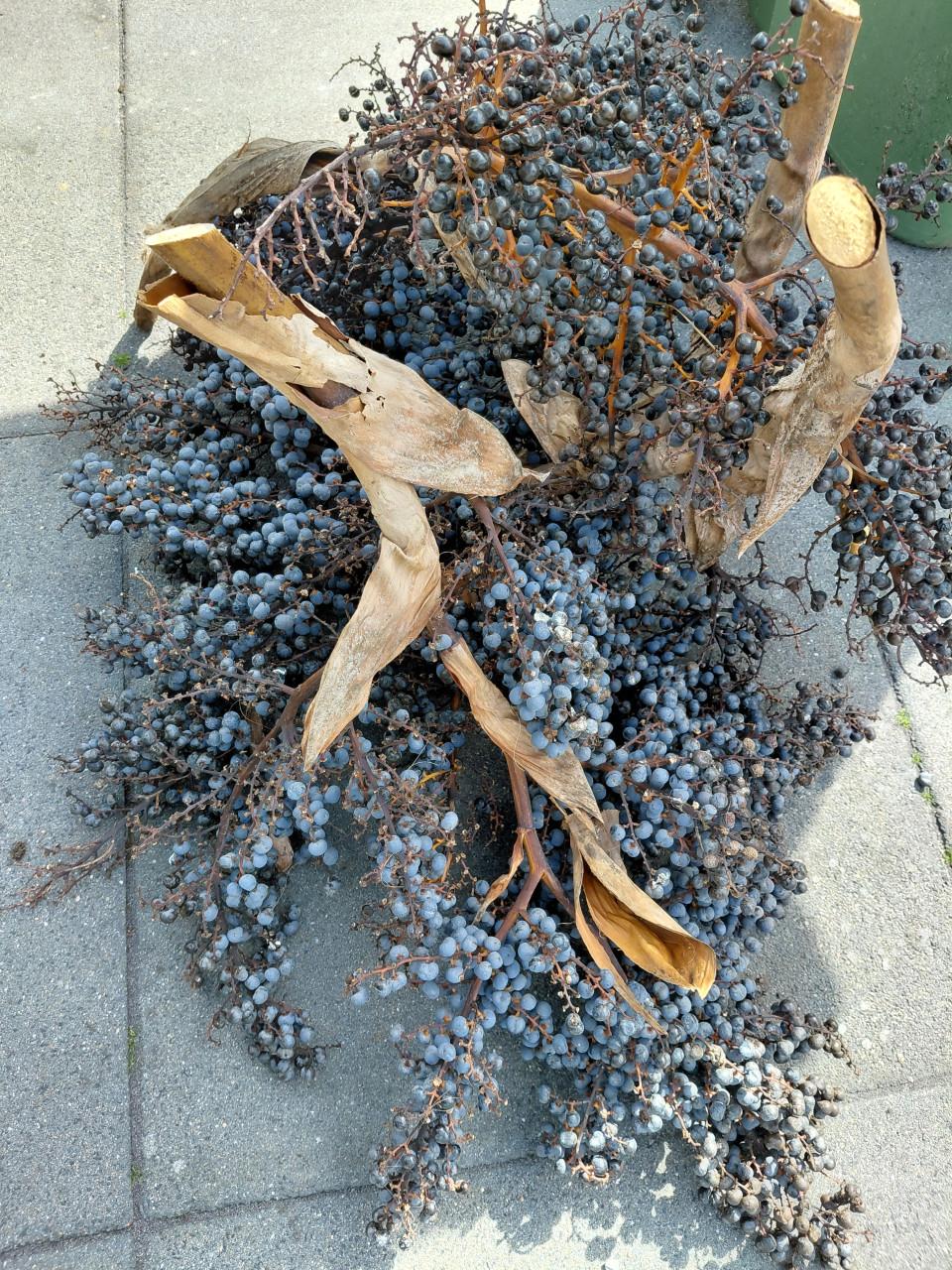 Palmtakken/zaden/bessen