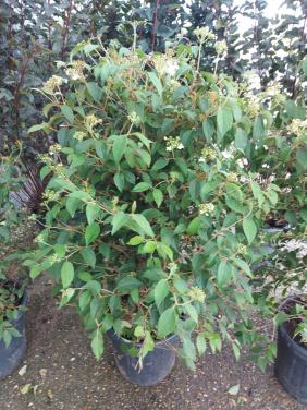 Viburnum groot en klein