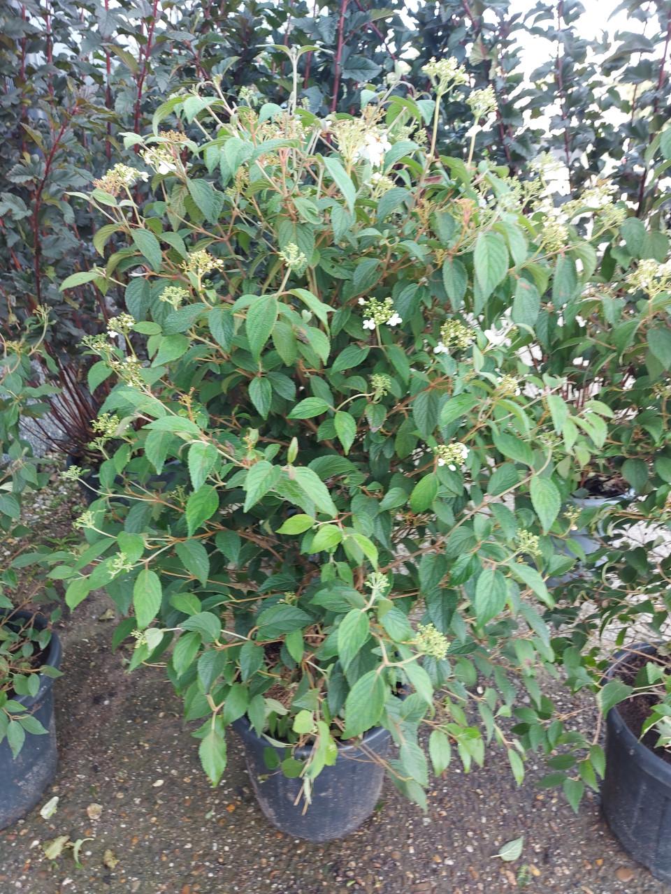 Viburnum groot en klein