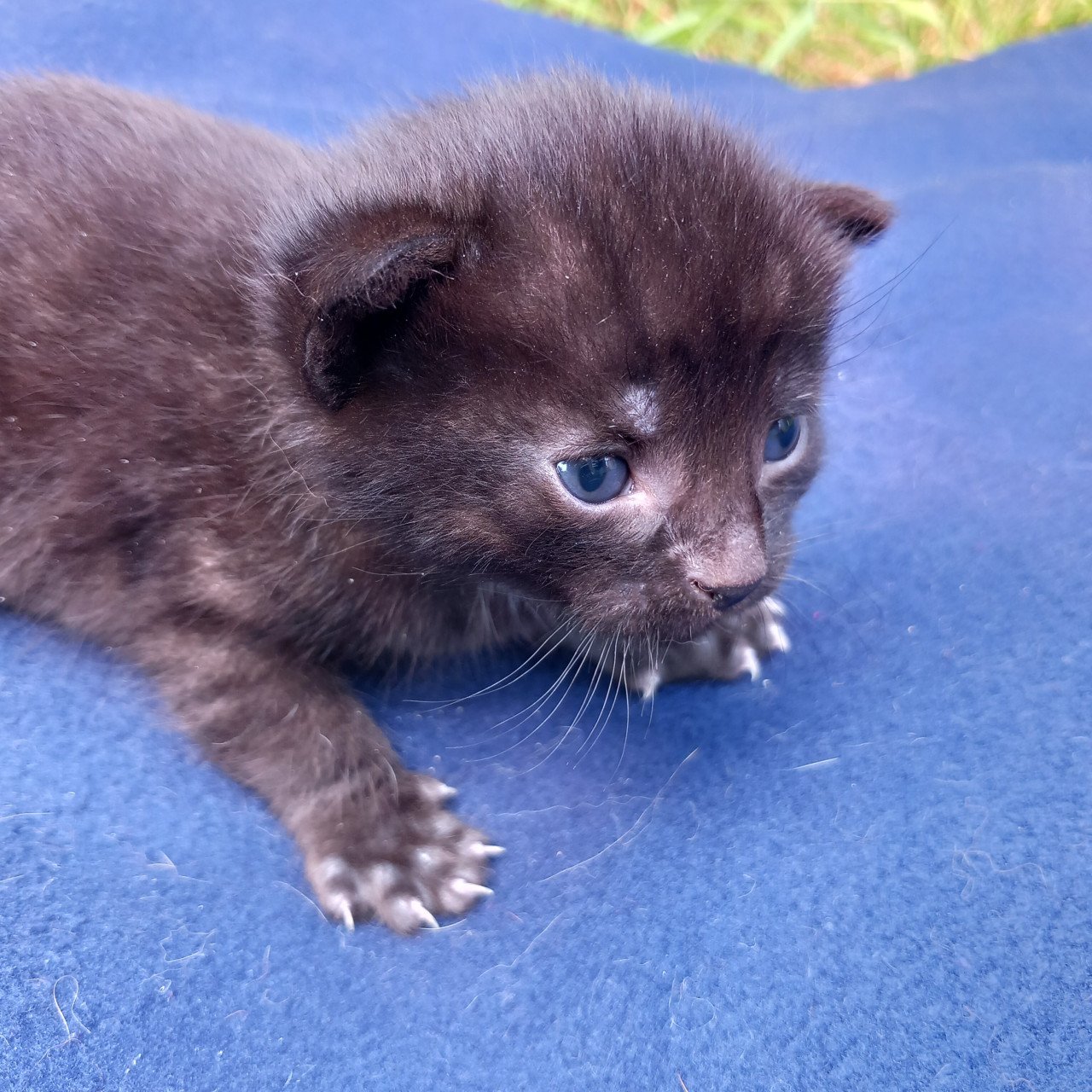 2 prachtige nestjes kittens