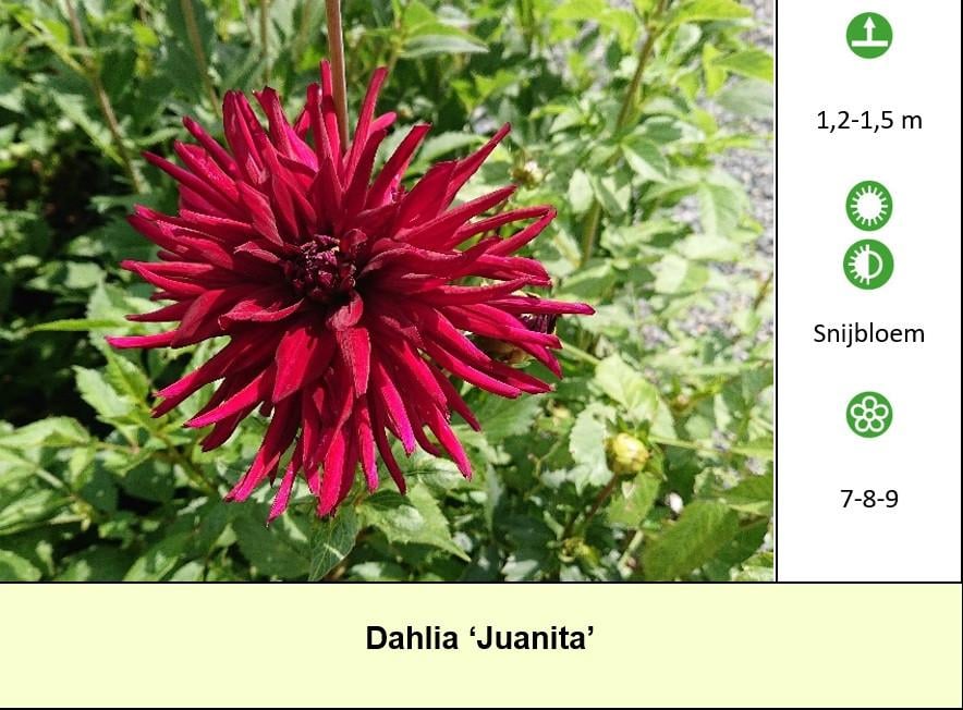 Mooie Dahlia's in pot aangeboden, diverse soorten dus voor elk wat wils !