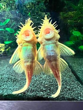 Geel/Gouden algeneter