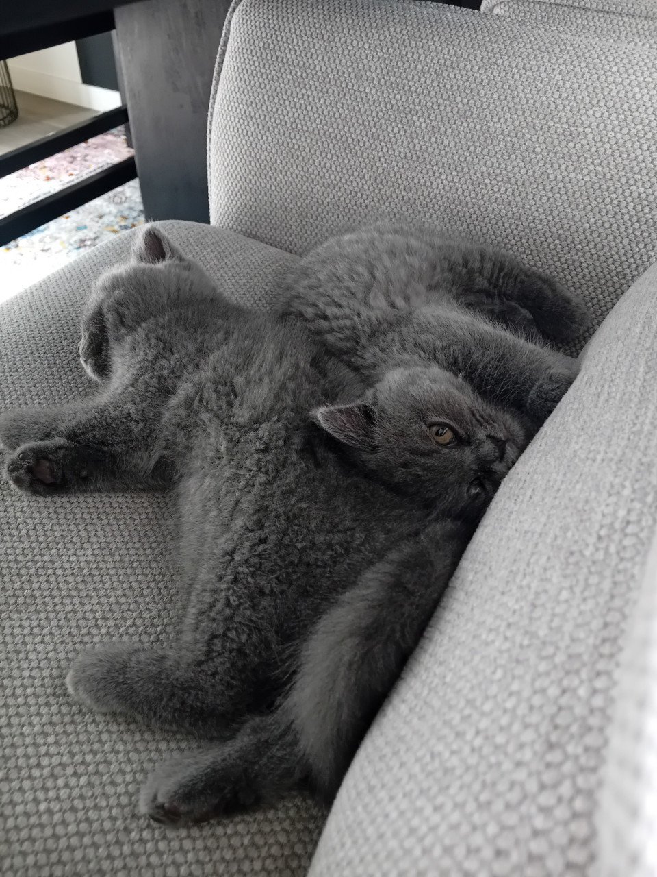 Super lieve Britse korthaar kittens