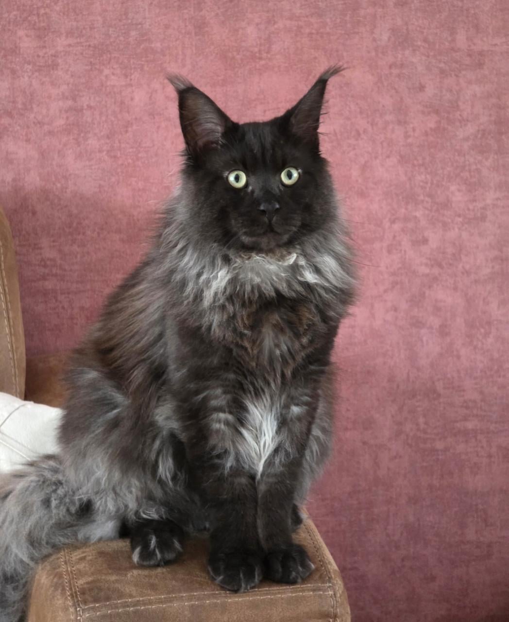 Mainecoon silver tabby and black smoke