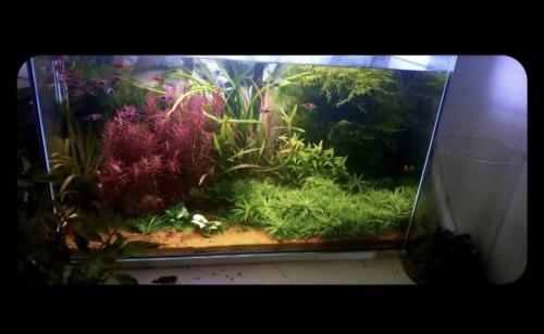 Aquarium
