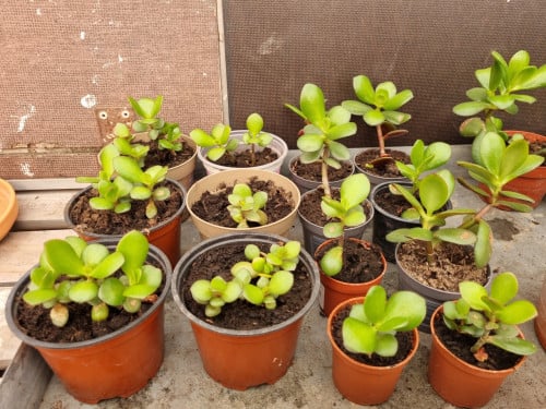 Vetplanten (binnenplaatsen, in ieder geval swinters)