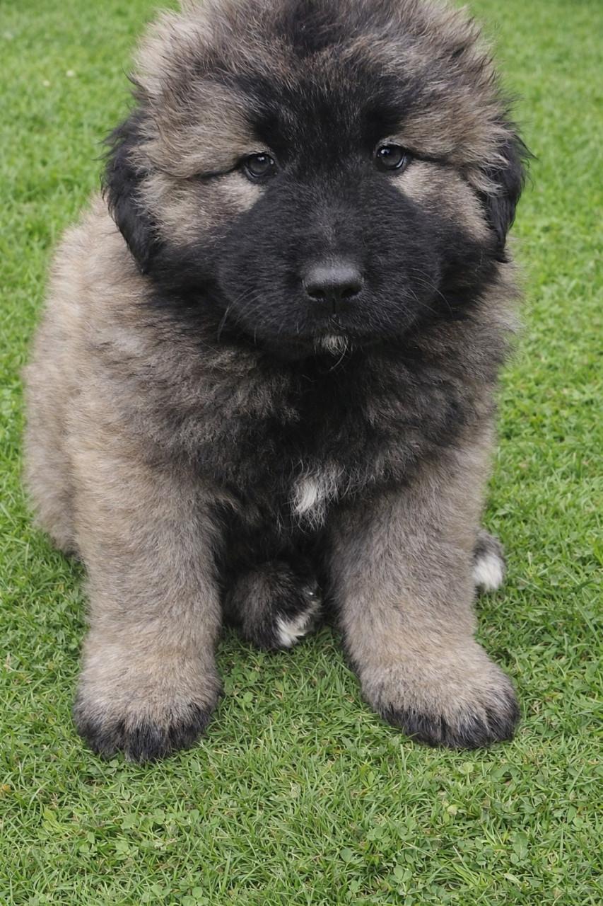 Kaukasische Owcharka / herder pups