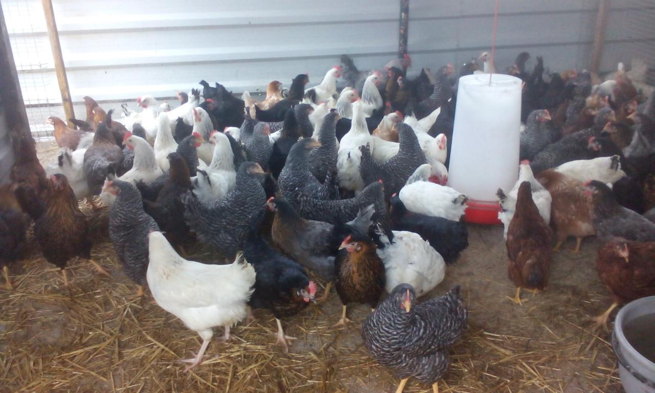 Koekoeks