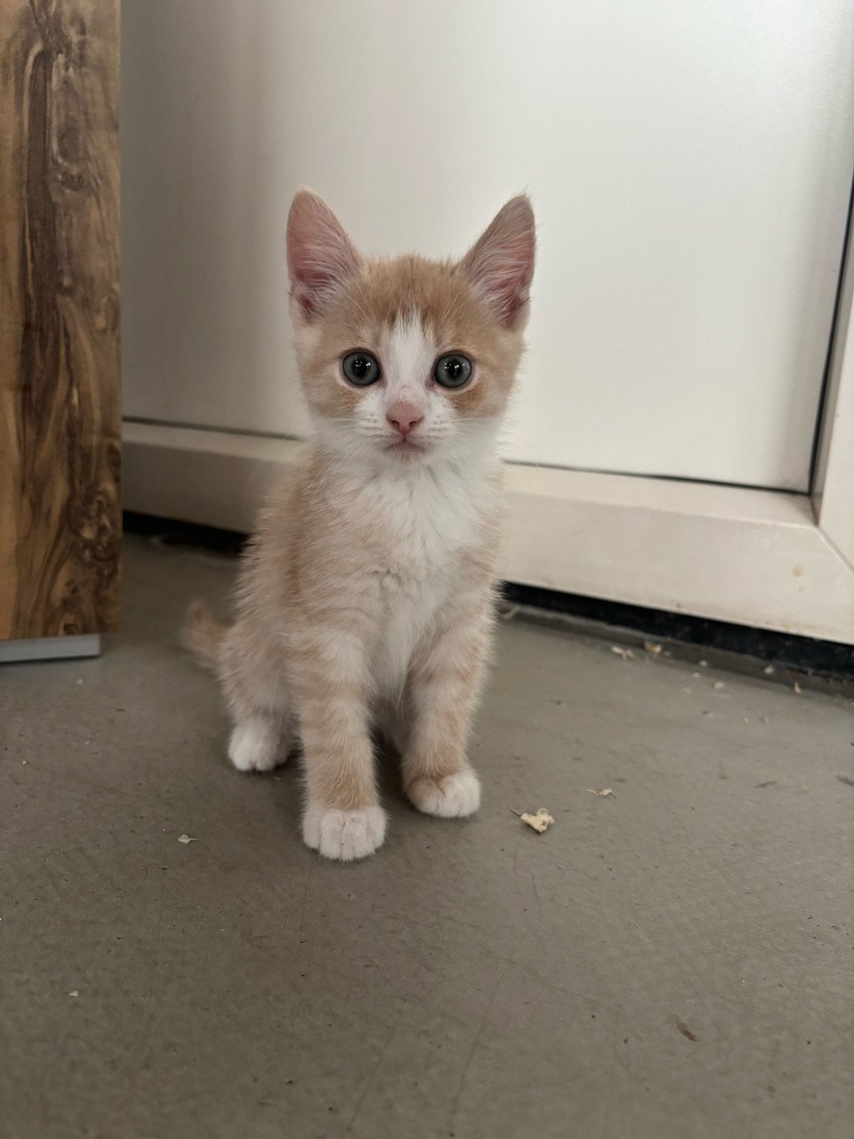 2 lieve kittens
