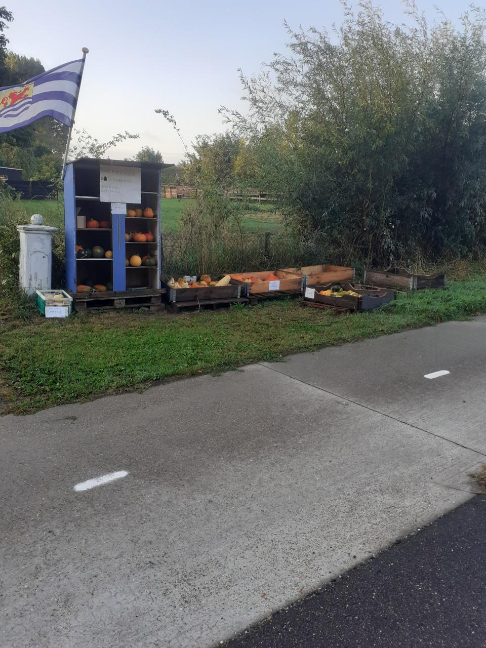 Bio pompoenen te koop