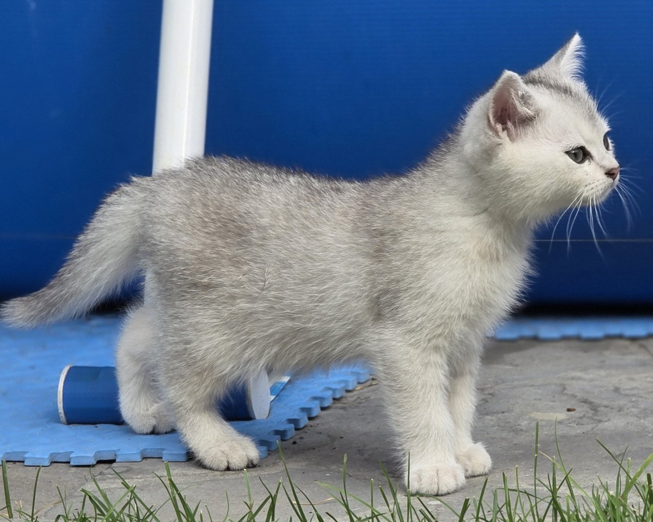 Brits korthaar Black silver shaded kitten (kater)