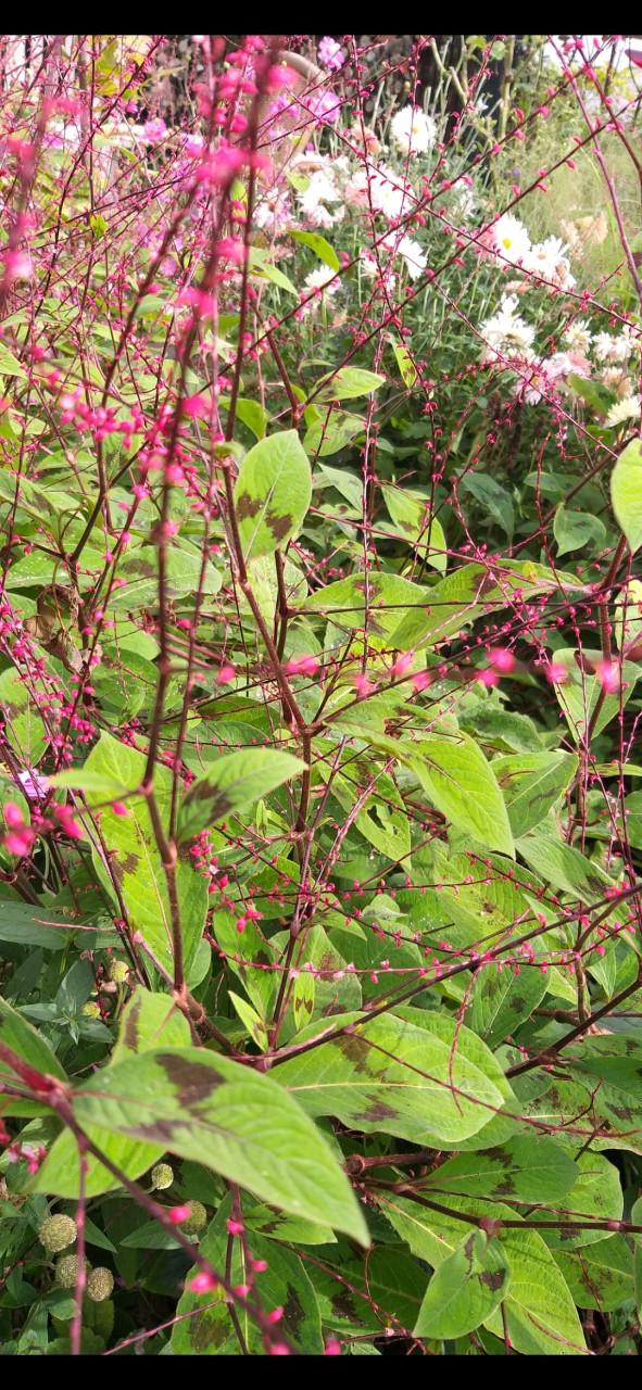 Persicaria