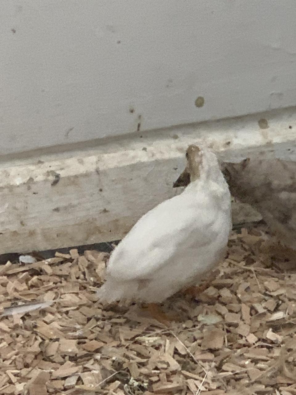 Jonge Dwerg kwartels