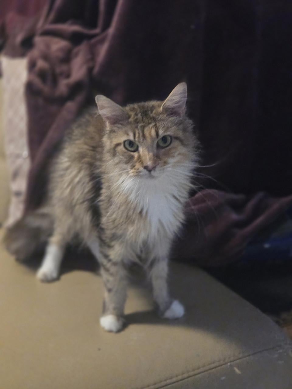 Maine coon poes met stamboom