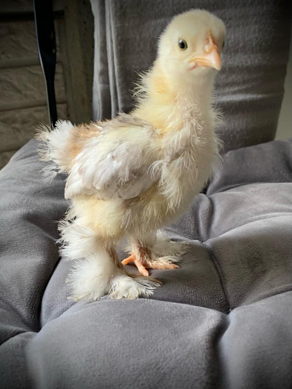 Lieve  jonge Cochin kuikens supertam