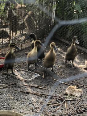 Jonge Indische loopeendjes