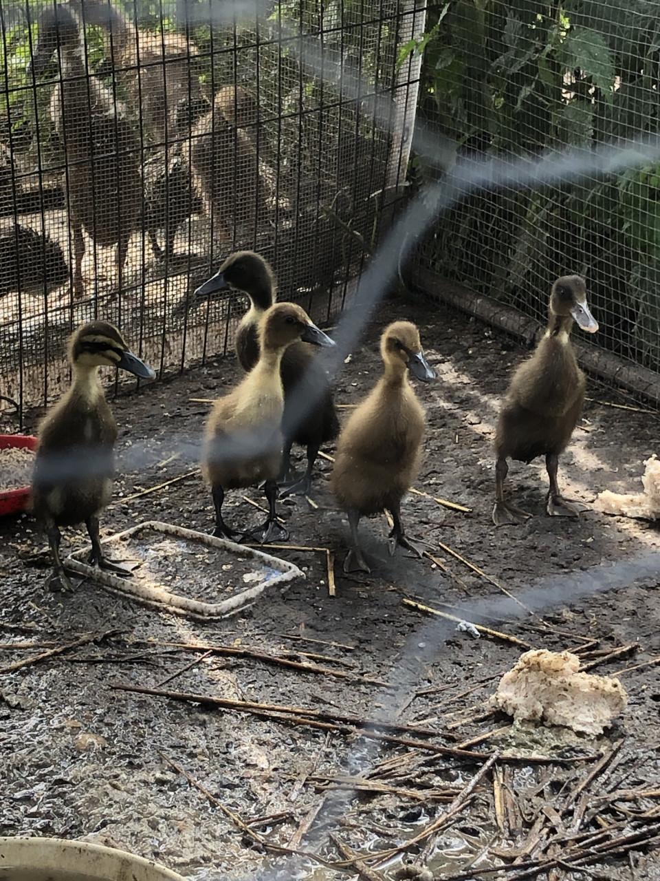 Jonge Indische loopeendjes