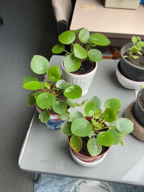 Pannekoek planten