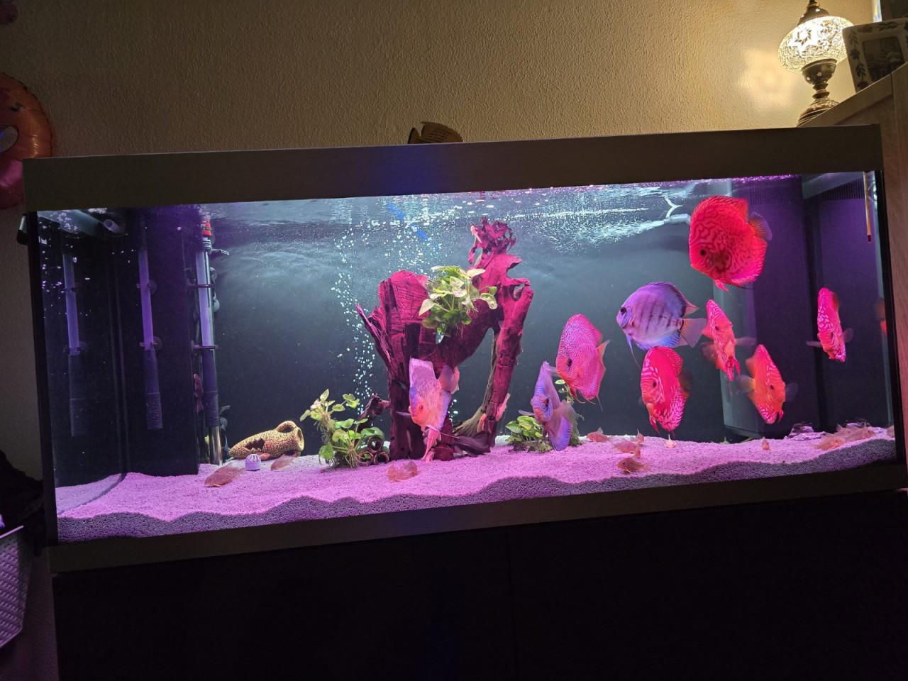 Te koop Oase verlichtingsset compleet