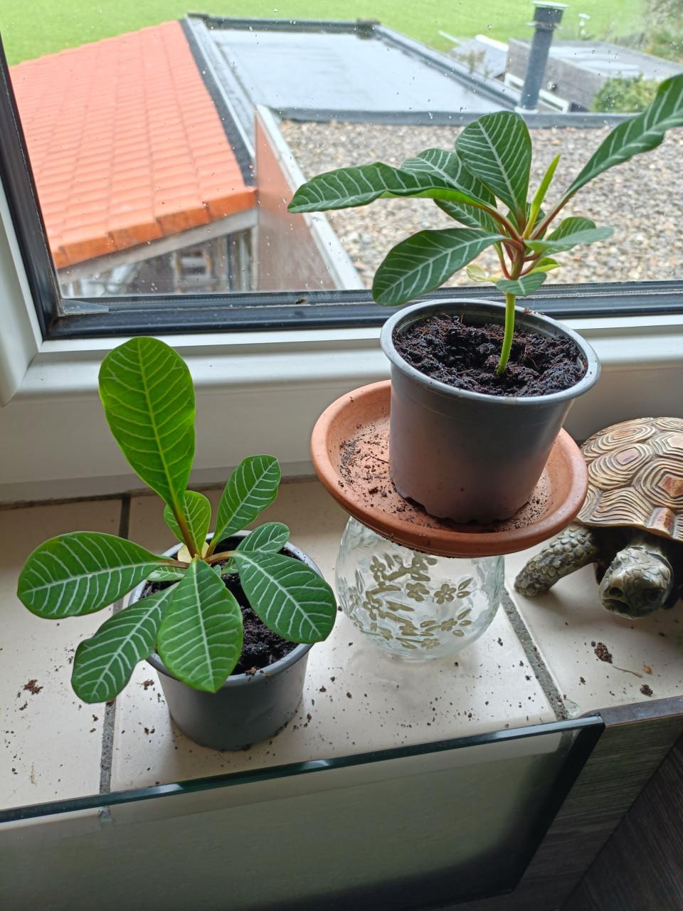Euphorbia plantjes