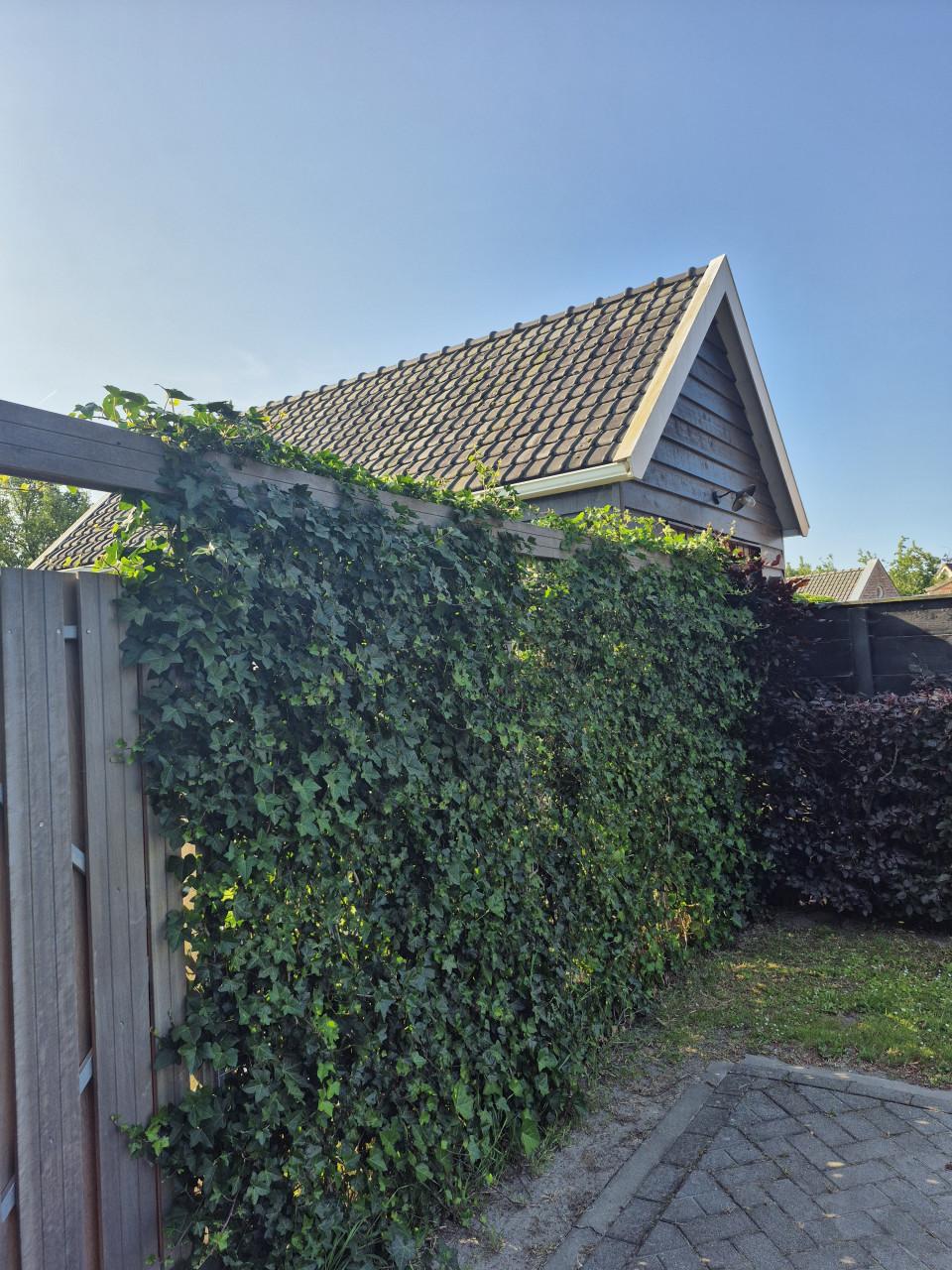 Topkwaliteit Hedera hibernica (klimop) in diverse maten.