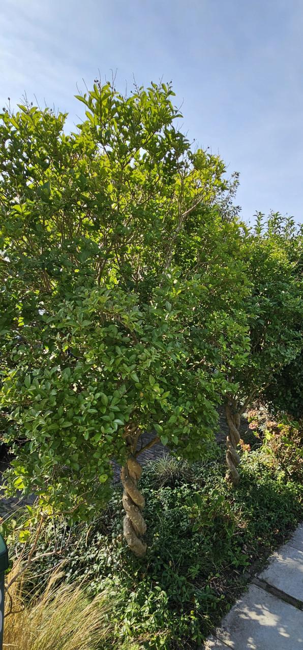 Ficus op stam