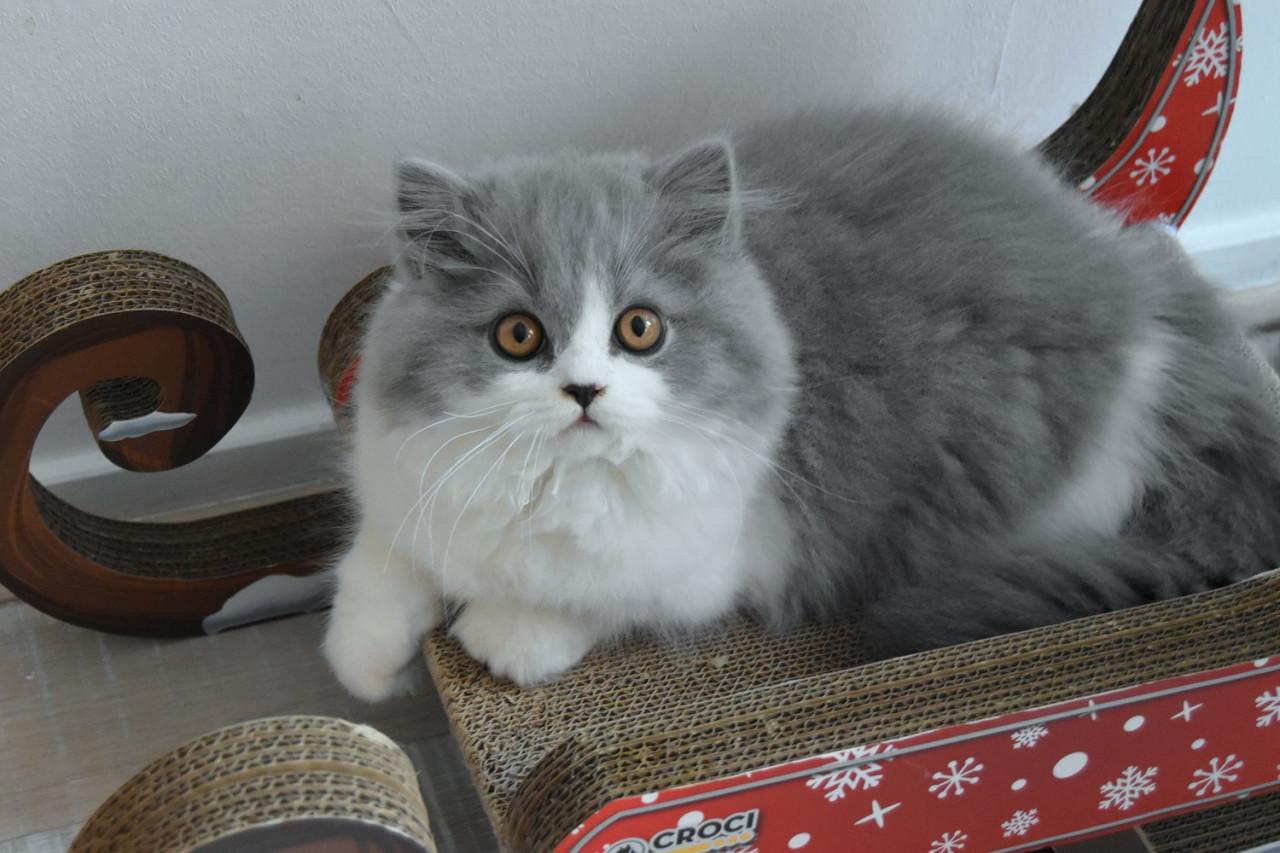 Lief & Ondeugend Brits Langhaartje Chance zoekt personeel!