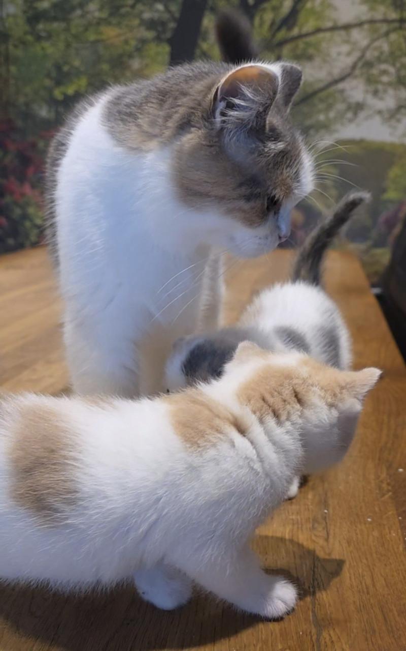 Superlieve Kittens - Britse korthaar / Pers